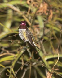 anna's hummingbirdc                                                      .JPG