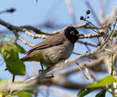 SpectacledBulbul.jpg