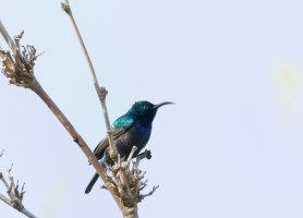 PalestineSunbird.jpg