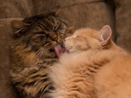tongue-tied.jpg