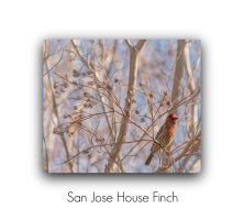 feb 2015 house finch san jose rd pm.jpg