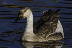 Chinese Goose 1 WEB.jpg