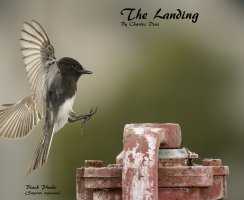 The Landing WEB.jpg