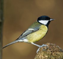 GreatTit_7DII_300mm2.8x2.jpg