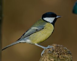 Great_Tit1915A1250.jpg