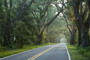 Canopy Road.png