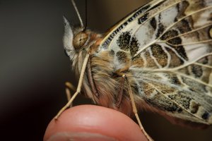 Painted Lady Portrait-1CR.jpg