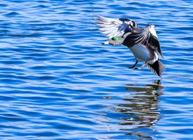 Wet Landing at Oakley St-2.JPG