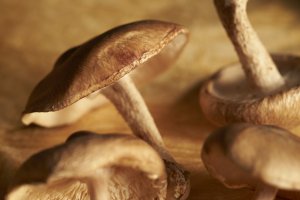 Mushrooms 1024.jpg