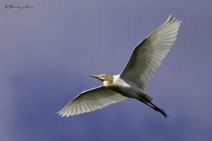 CattleEgretInFlight1BG1160x767.jpg