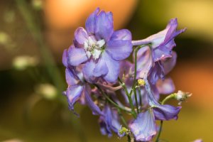 IMG_2744.jpg