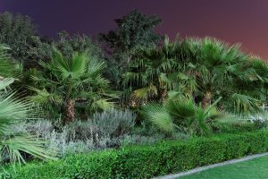 Greens a7s ISO12800.jpg