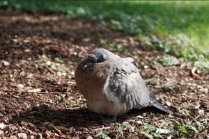 Screen Shot 2015-03-12 at 12.12.22.png