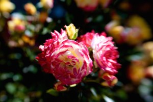 Lensbaby 117.jpg