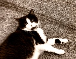 Lazy Cat.jpg