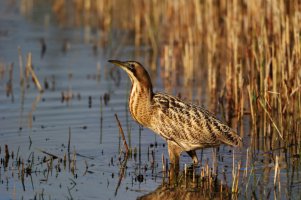 Bittern04.jpg