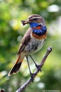 Pettazzurro orientale..jpg