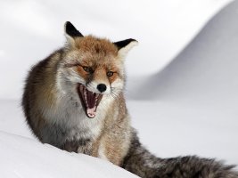 IMG_8887mod.jpg