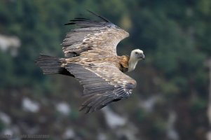 Avvoltoio grifone 2.jpg