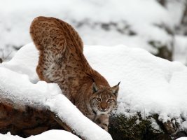 IMG_1621.jpg