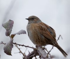 Dunnock915A4021-DxO_SmallerCrop.jpg