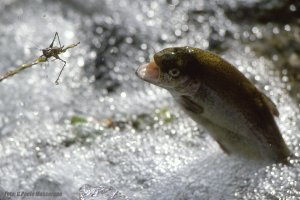 Trota (Nikon photo contest) .jpg