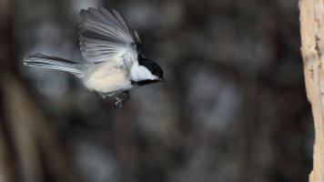 ChickadeeFlight_25310.JPG