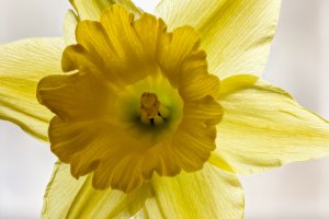 Daffodil.jpg