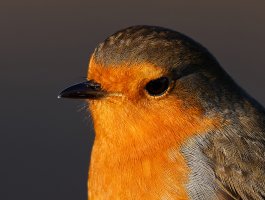 Robin1492_Portrait.jpg