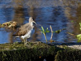 GreenSandpiper1409_Crop.jpg