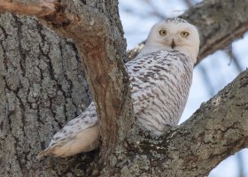 Snowy - Mar. 12-1.jpg