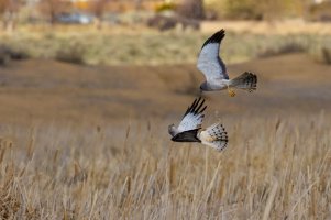 Northern Harrier-90.jpg