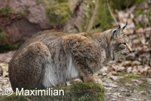 lynx_lurking_for_lunch.JPG