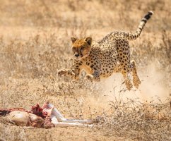 oldageadventurer_cheetah_jackal chase_KTFP-4429.jpg