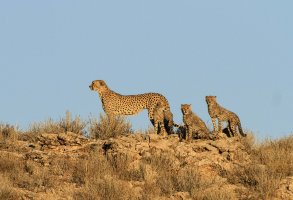 oldageadventurer_cheetah & cubs_Auob_KTFP-9793.jpg