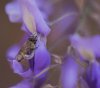 portrait of spring 2 purple flower with bee.jpg