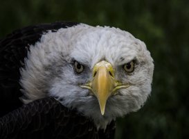 Bald Eagle 300 5D 1.jpg