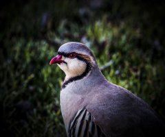 Chukar 400ii 5D 8 crop.jpg