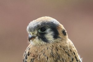 kestrel baby 400 16.jpg