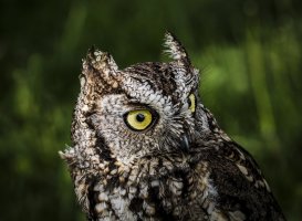 Western Screech Owl 300 5D 3.jpg