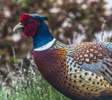 Pheasant 400 5D 4.jpg
