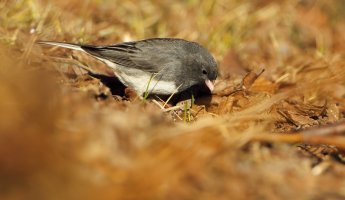 Dark-eyed Junco_1D4_5616.JPG