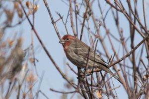 IMG_4255s.jpg