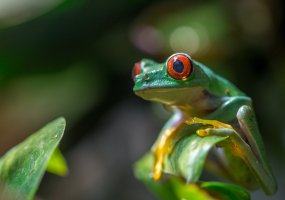 Red Eyed Tree Frog.jpg