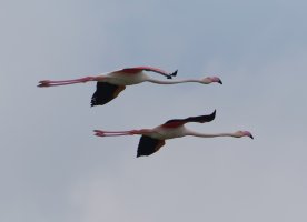 FlamingosFlying1.jpg