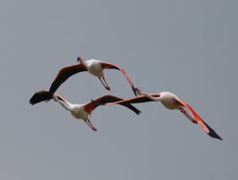 Flamingos3_flying.jpg