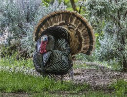 Wild Turkey 400 5D 3.jpg