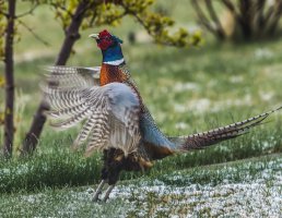 Pheasant 400 5D 9.jpg