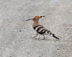 Hoopoe_2U4A5258_DxO_hoopoe.jpg