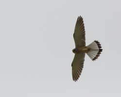LesserKestrelFlying_2U4A5495_DxO_lesserkestrel.jpg